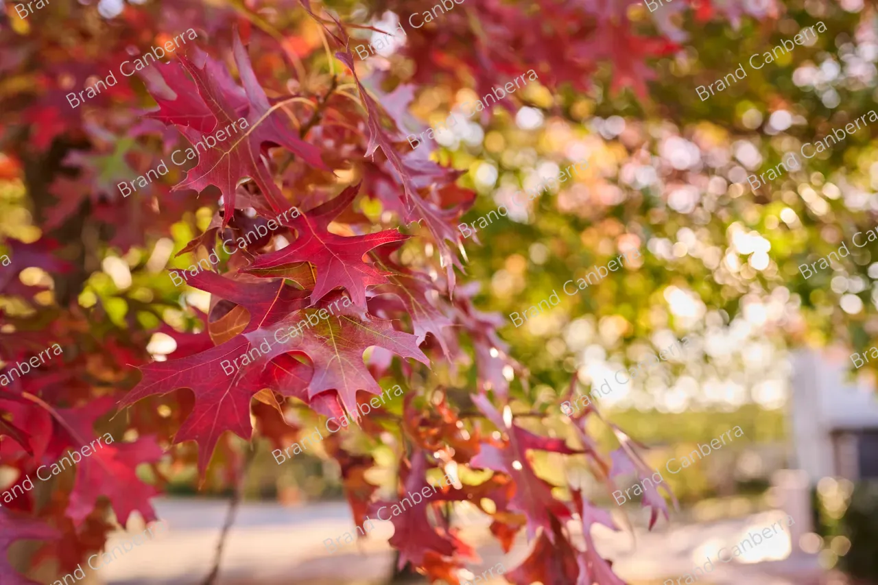Autumn leaves (4)