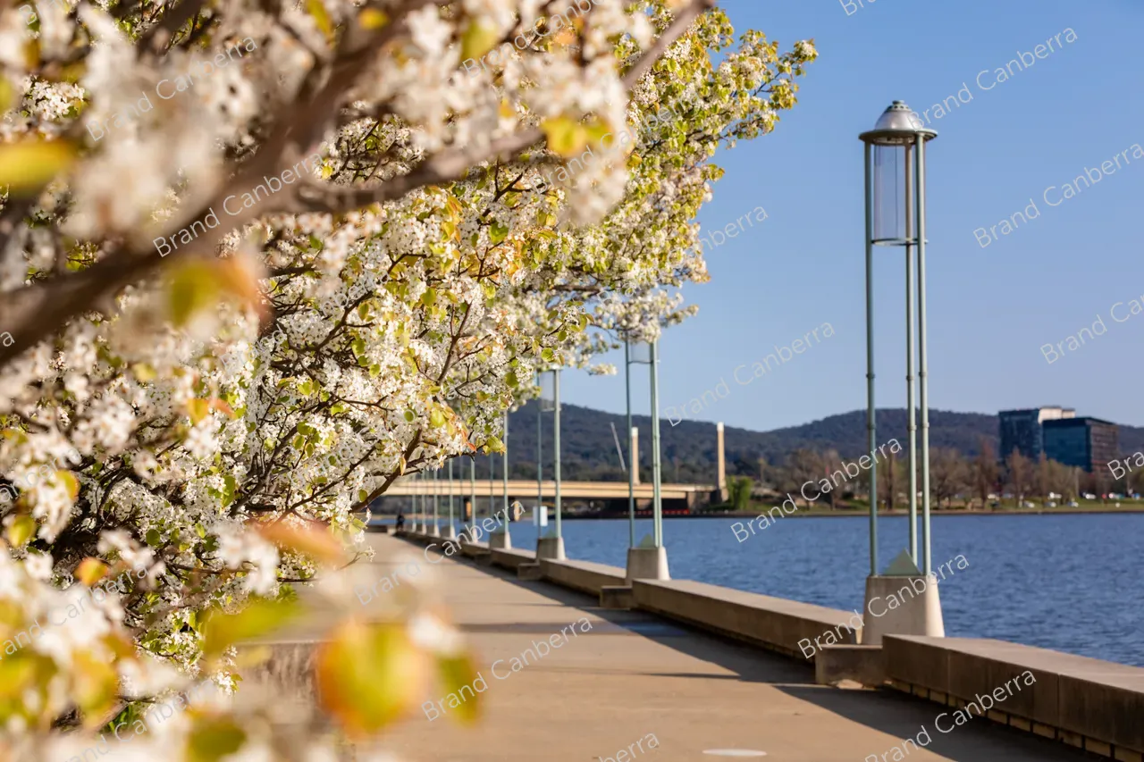 Spring blossoms around Canberra's Lake Burley Griffin (5)
