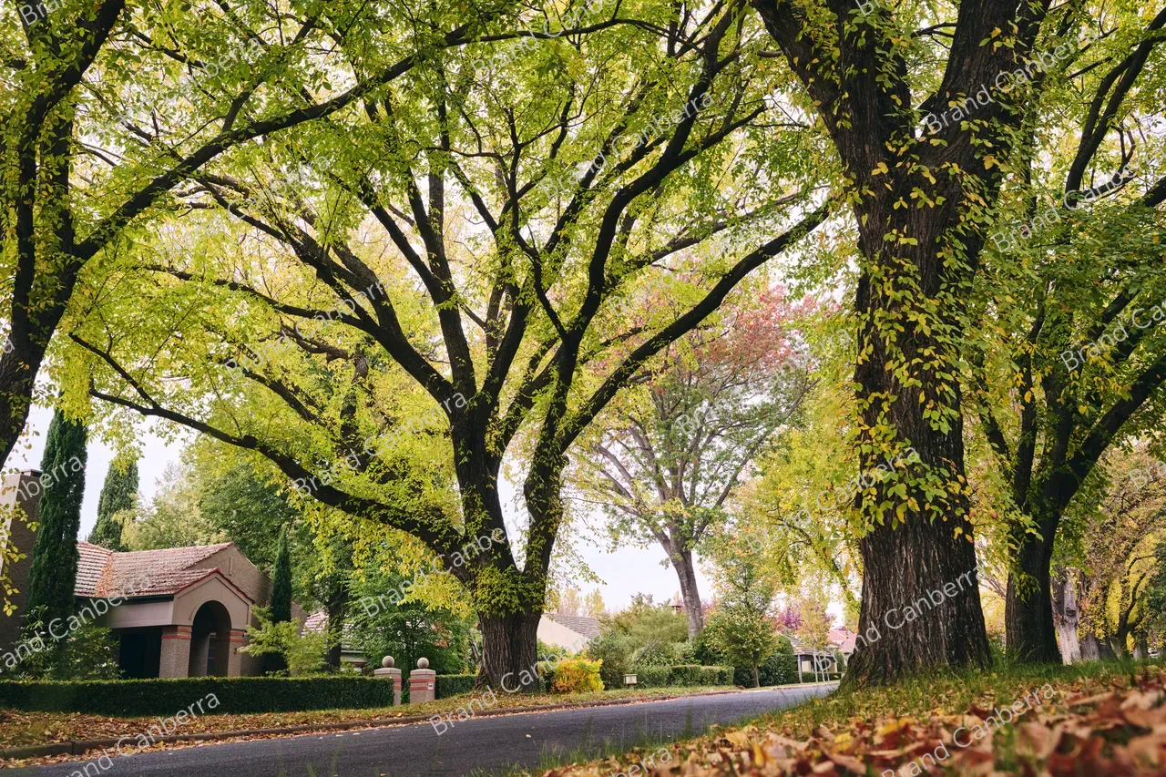 Autumn streets in the inner south in Canberra, Grant Cres Griffith (4)