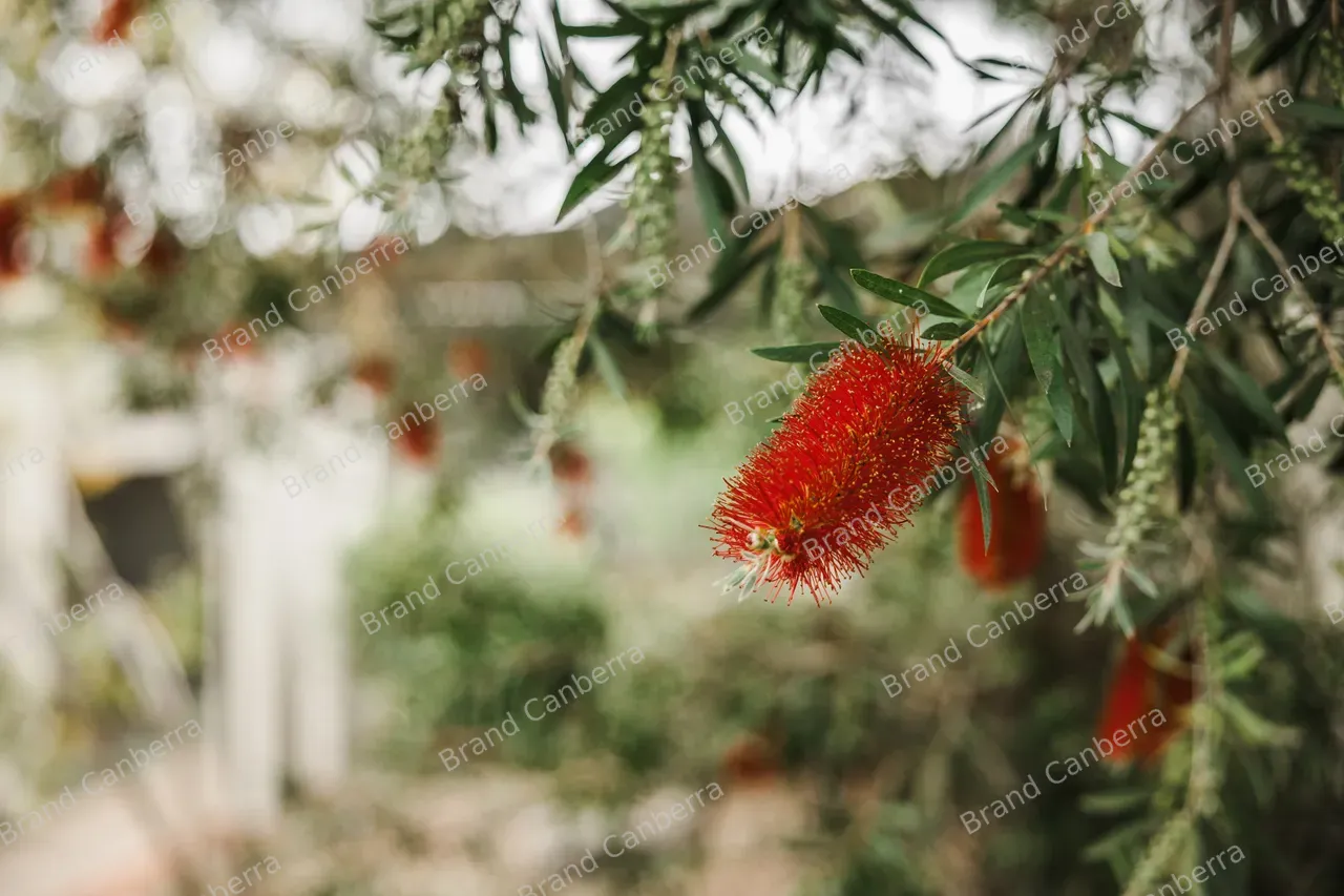 Florals in Deakin Streetscape (02)