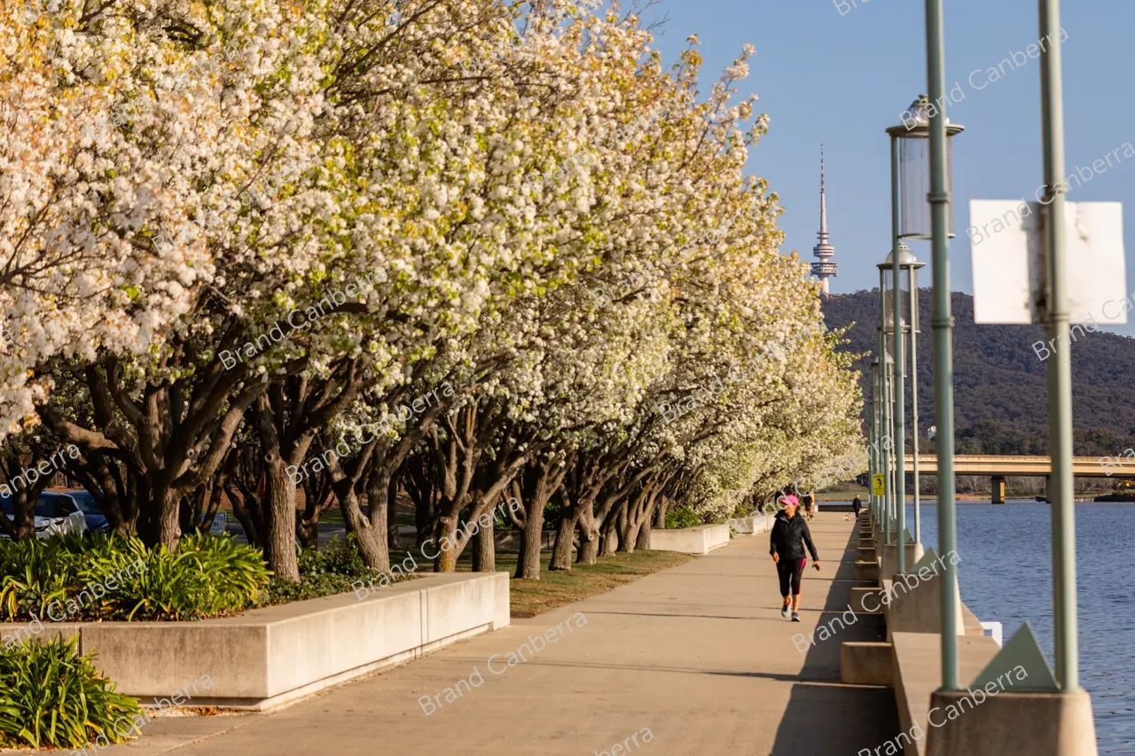 Spring blossoms around Canberra's Lake Burley Griffin (11)