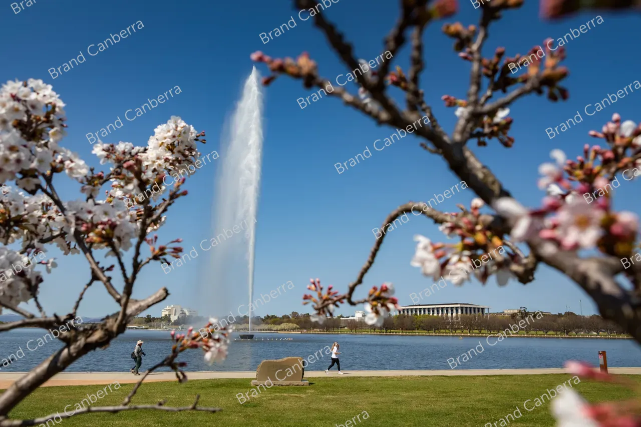 Spring blossoms around Canberra's Lake Burley Griffin (46)