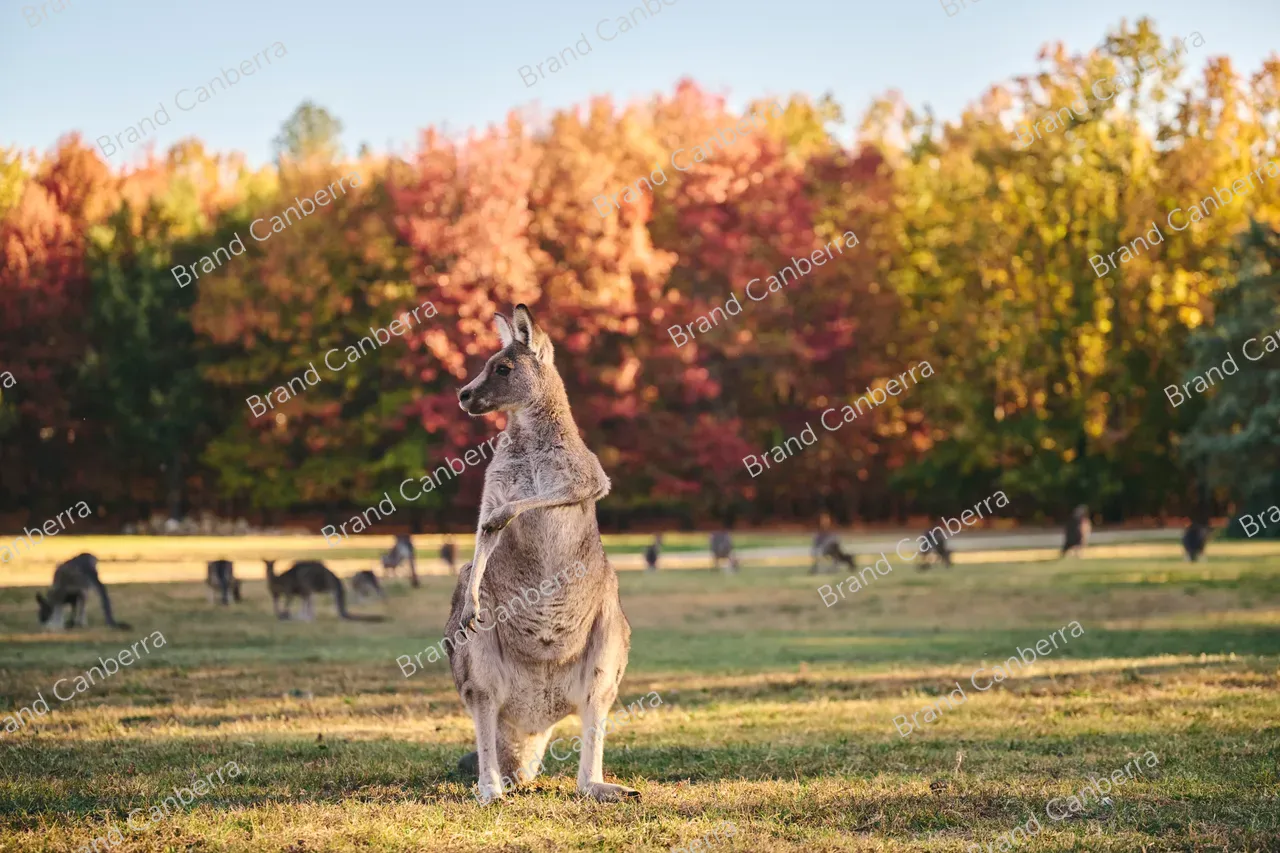 Kangaroos in Weston Park (3)