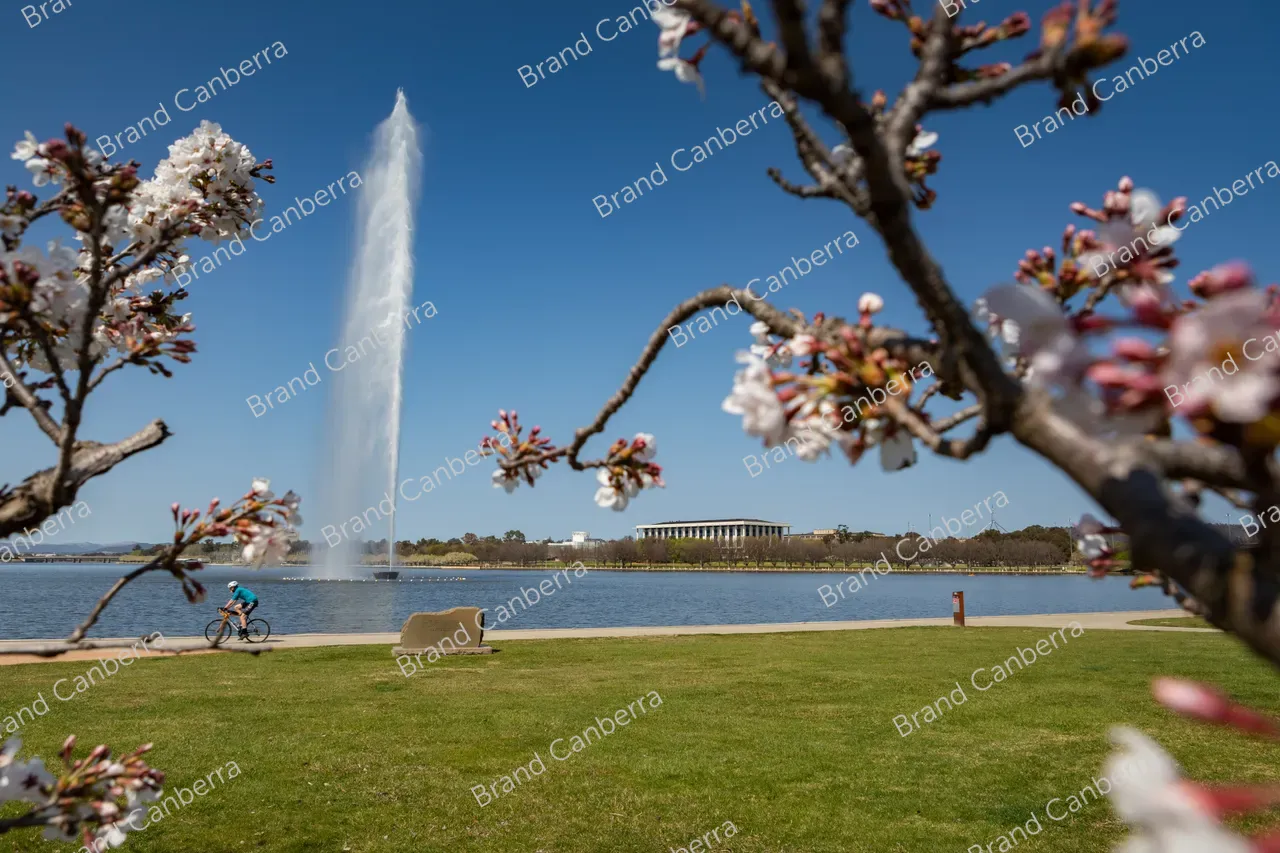 Spring blossoms around Canberra's Lake Burley Griffin (45)