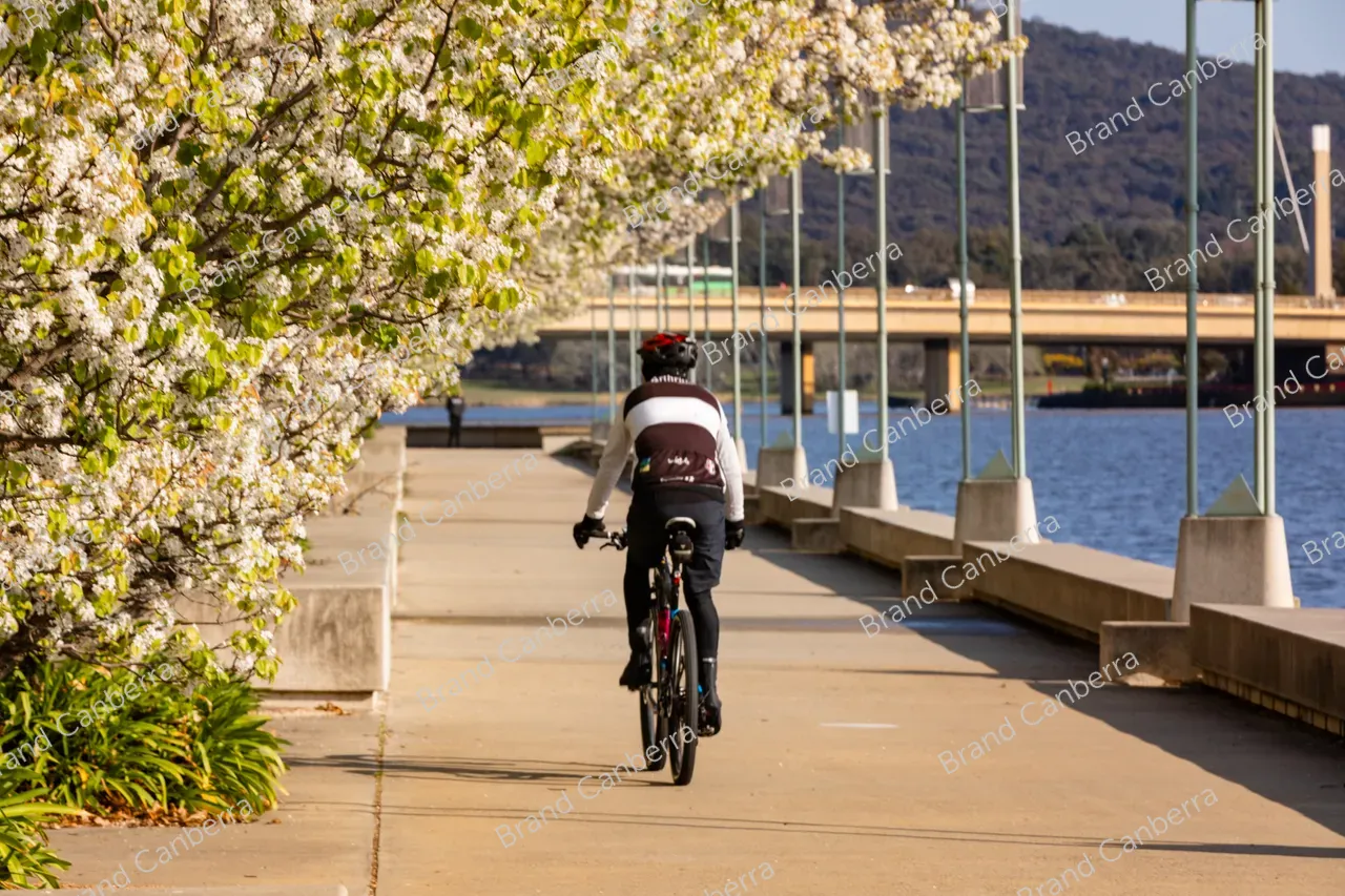 Spring blossoms around Canberra's Lake Burley Griffin (4)
