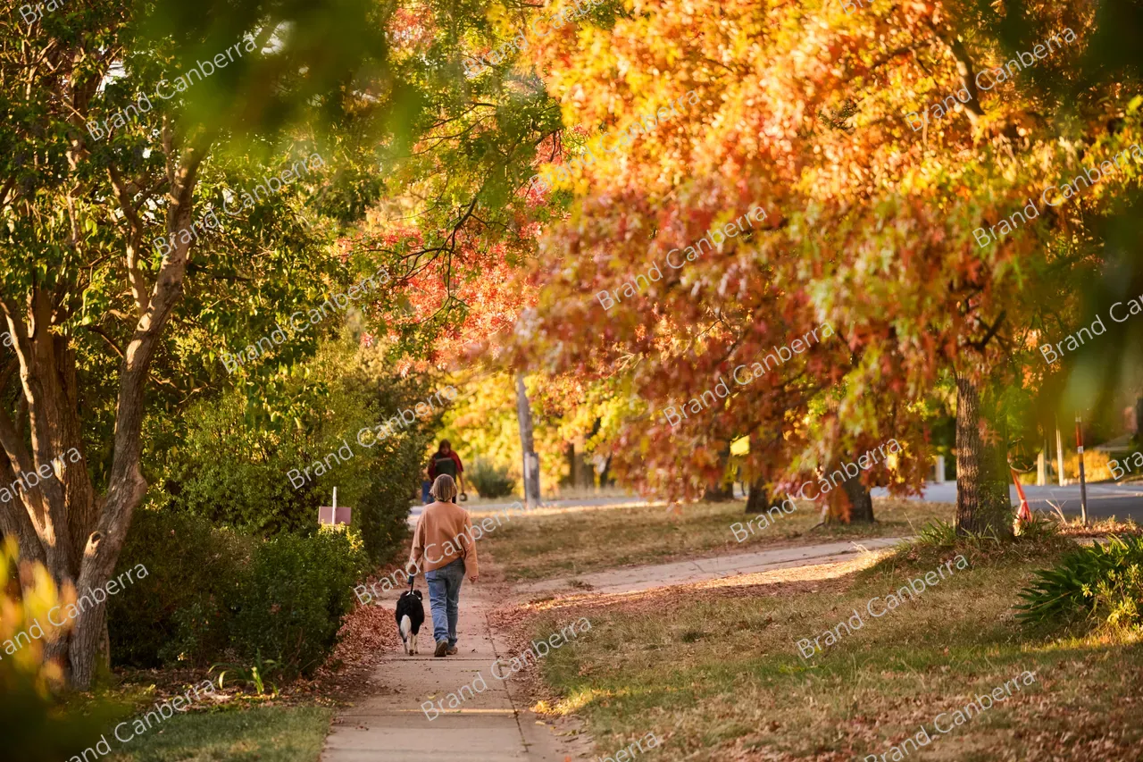 Autumn streets in the inner north in Canberra, Knox St Ainslie