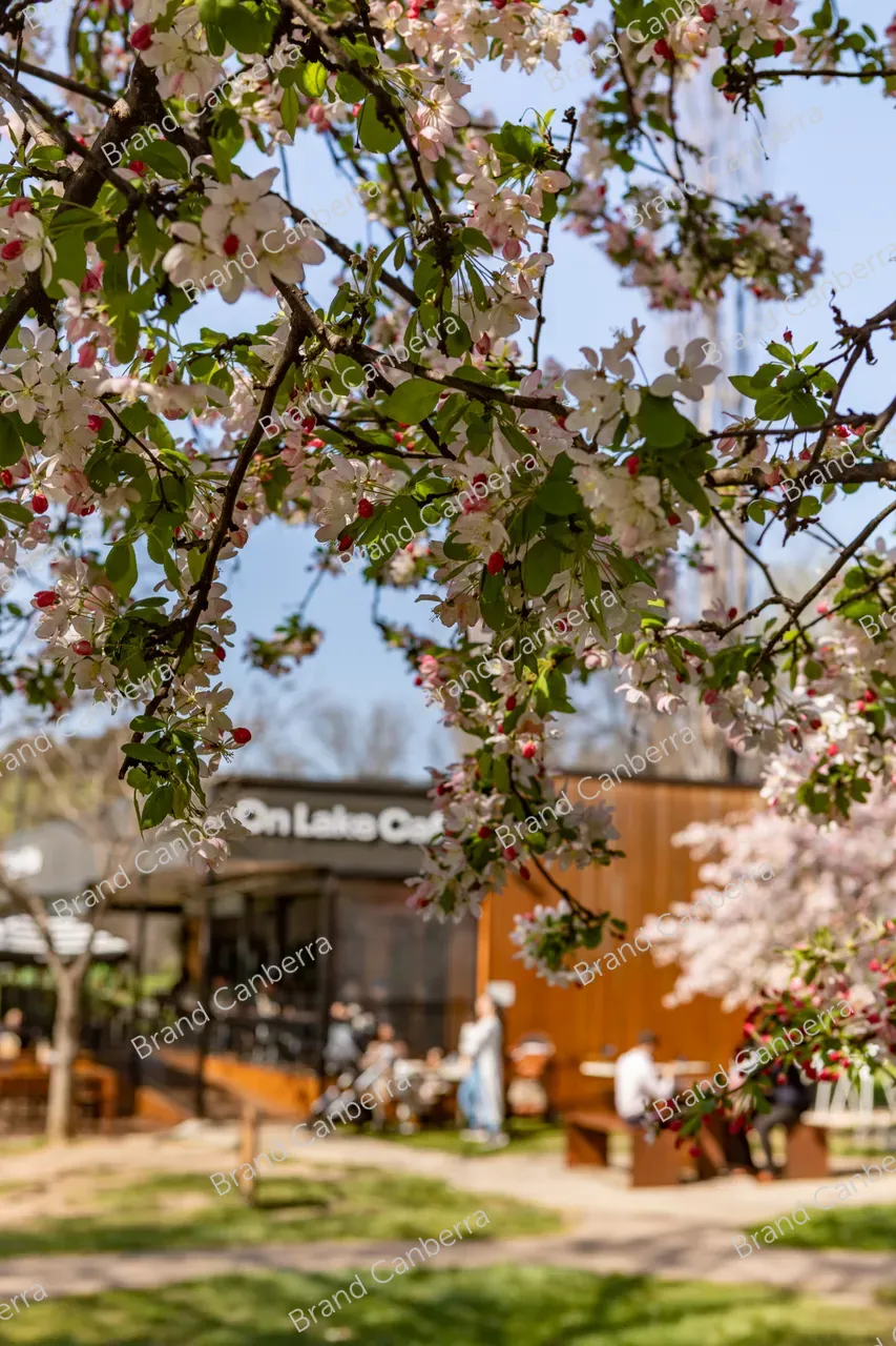 Crabapple blossoms in Canberra's Bowen Park, Kingston (13)