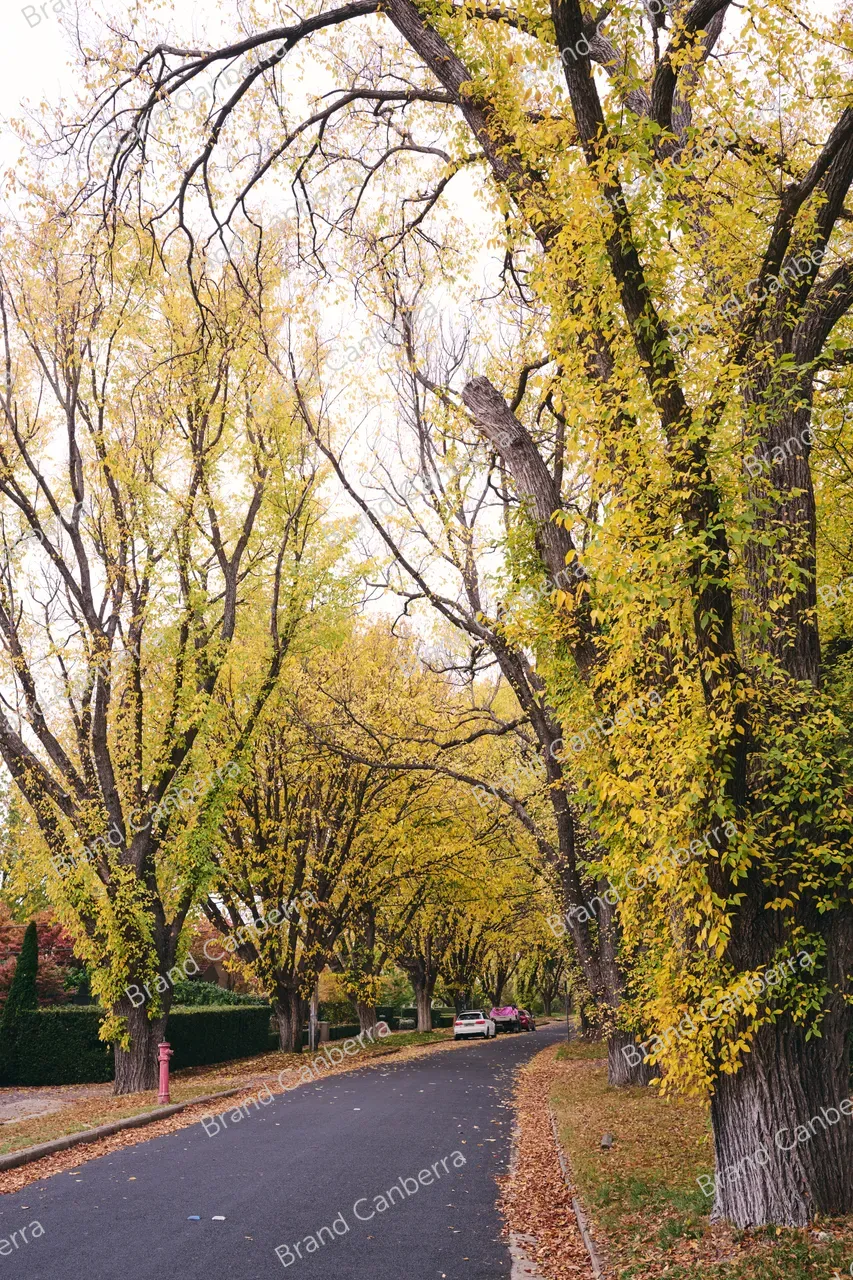 Autumn streets in the inner south in Canberra, Grant Cres Griffith (2)