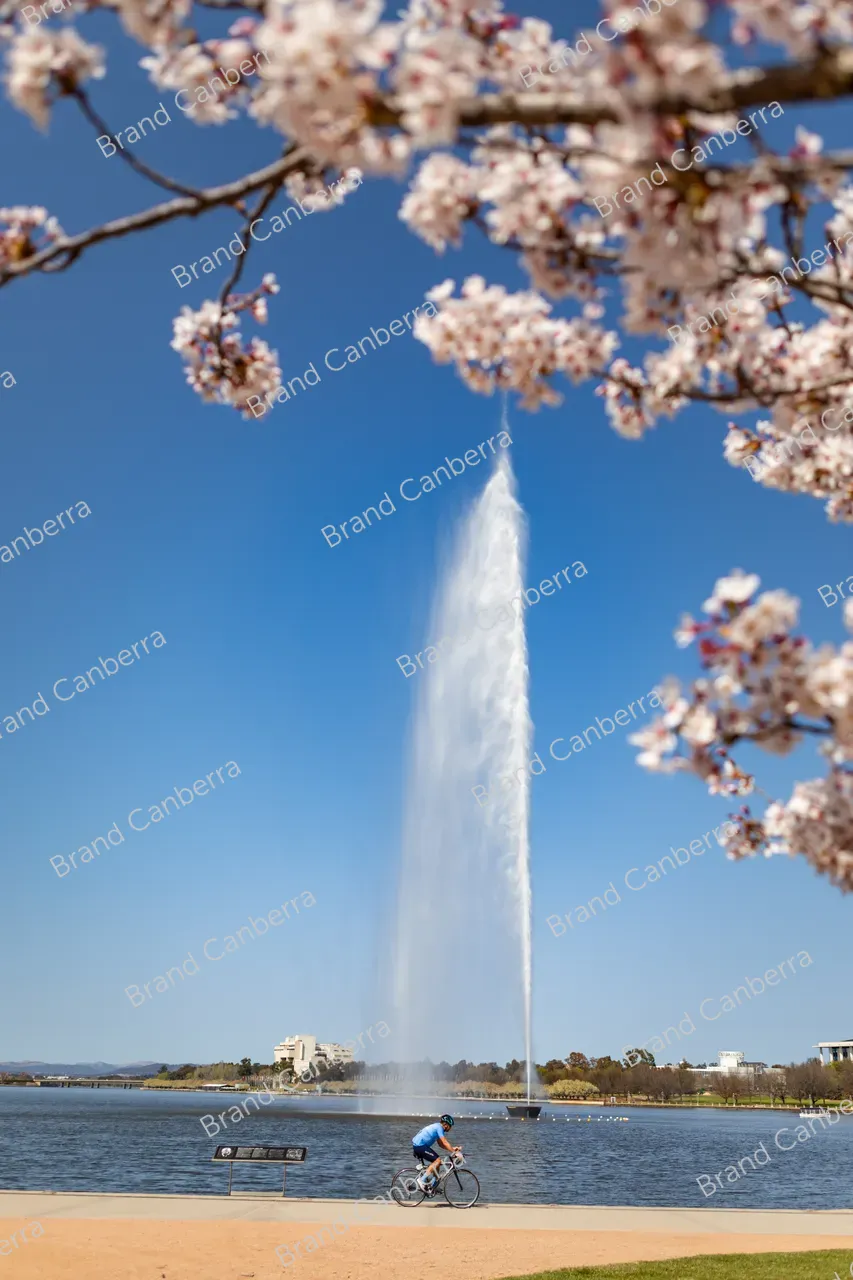 Canberra Spring Toolkit | Canberra - Spring blossoms around Canberra's Lake Burley ...
