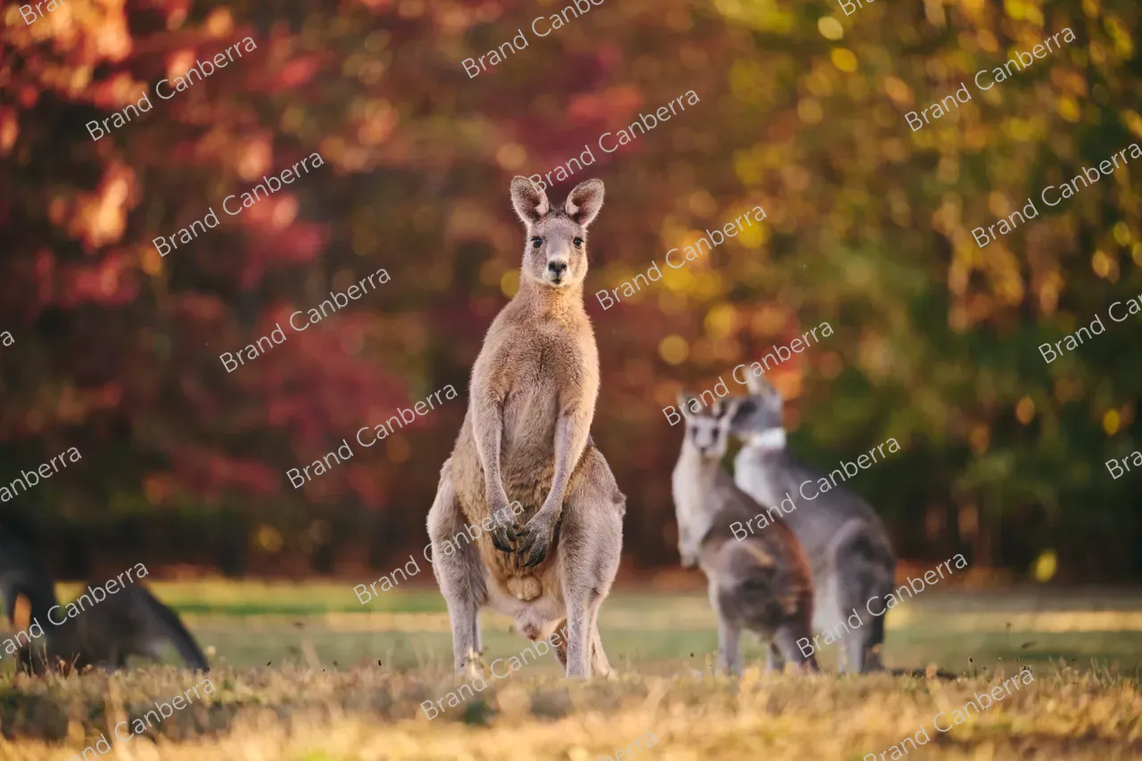 Kangaroos in Weston Park (2)