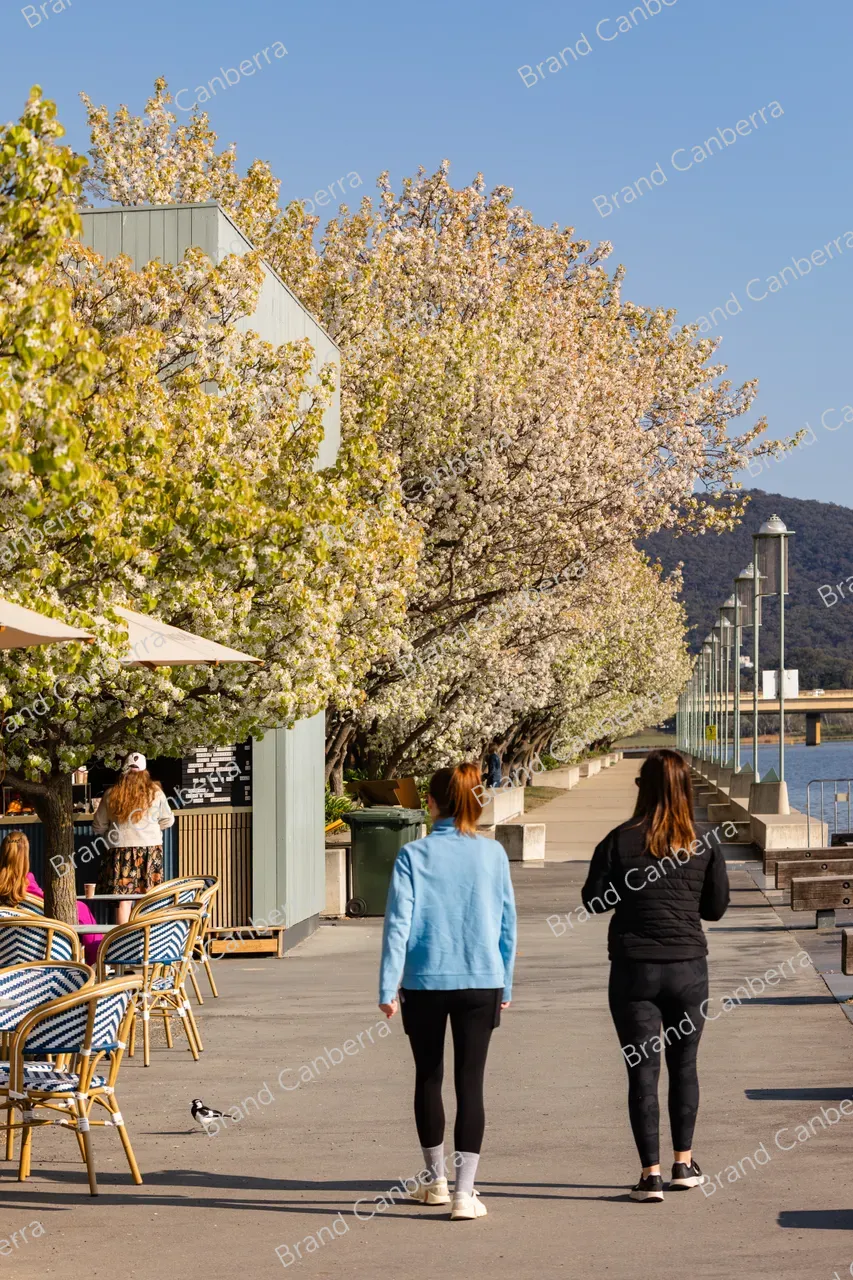 Spring blossoms around Canberra's Lake Burley Griffin (31)