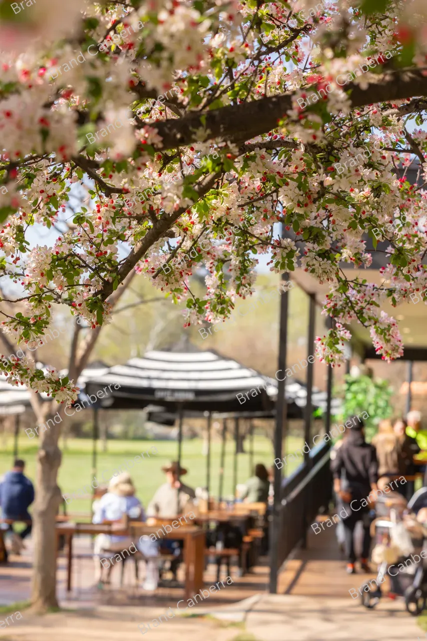 Crabapple blossoms in Canberra's Bowen Park, Kingston (6)