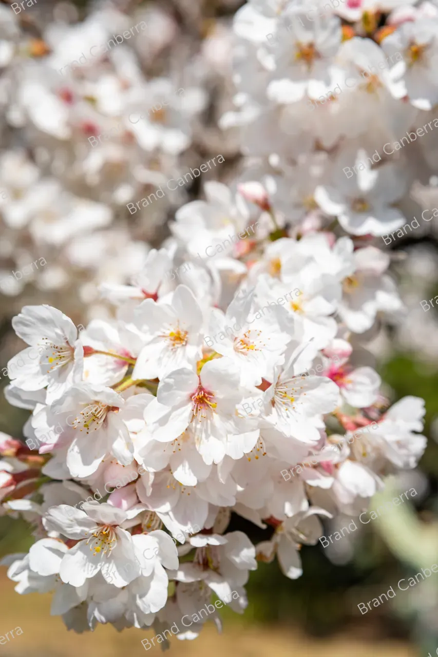 Cherry blossoms in Canberra's spring season (3)