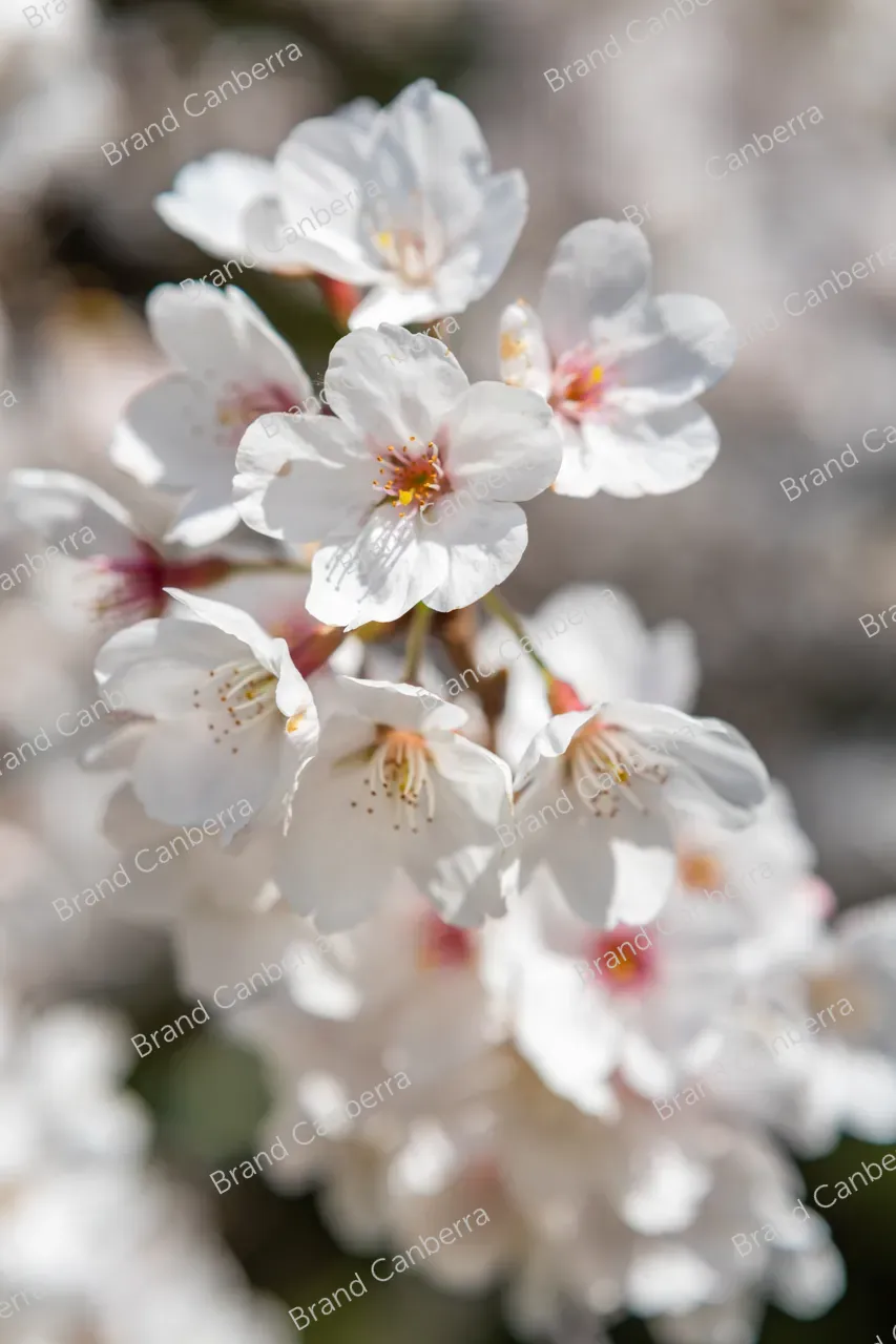 Cherry blossoms in Canberra's spring season (6)