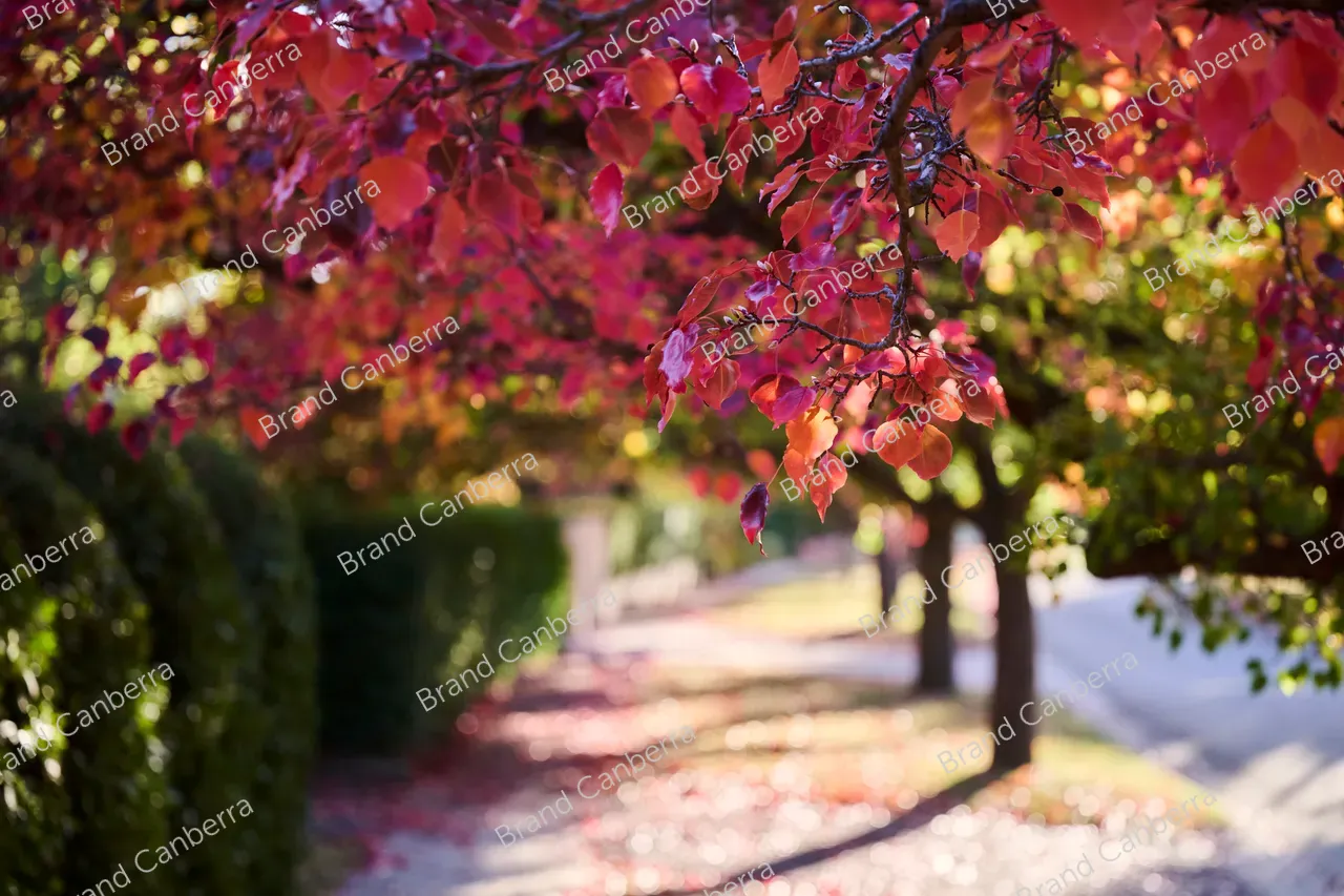 Autumn street in the inner south, Durville Cres Griffith (2)