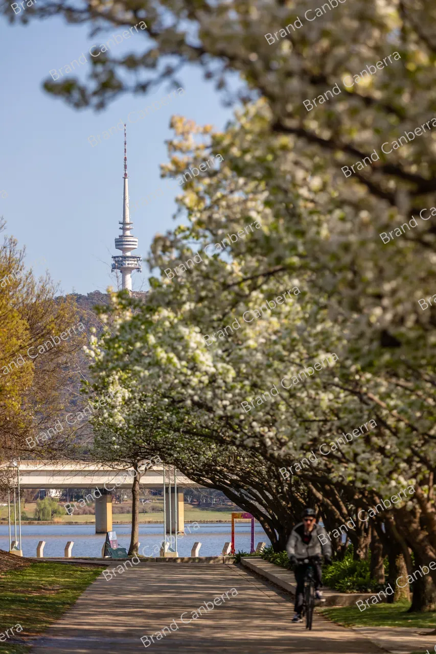 Spring blossoms around Canberra's Lake Burley Griffin (39)