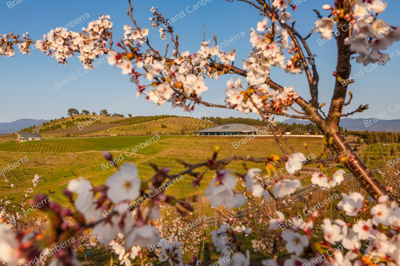 National Arboretum Canberra with spring blossoms (3)