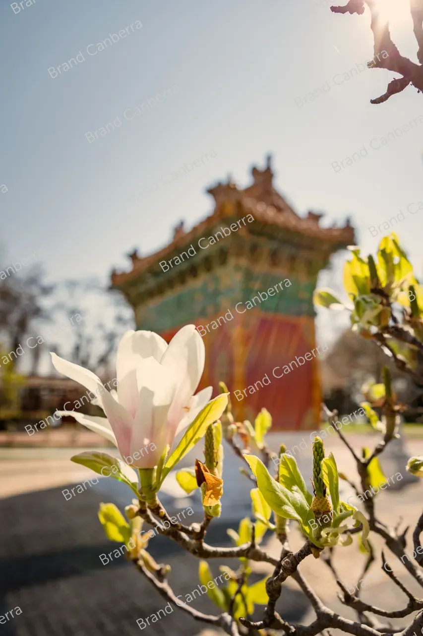 The Beijing Garden in Lennox Gardens on Canberra's Lake Burley Griffin (3)
