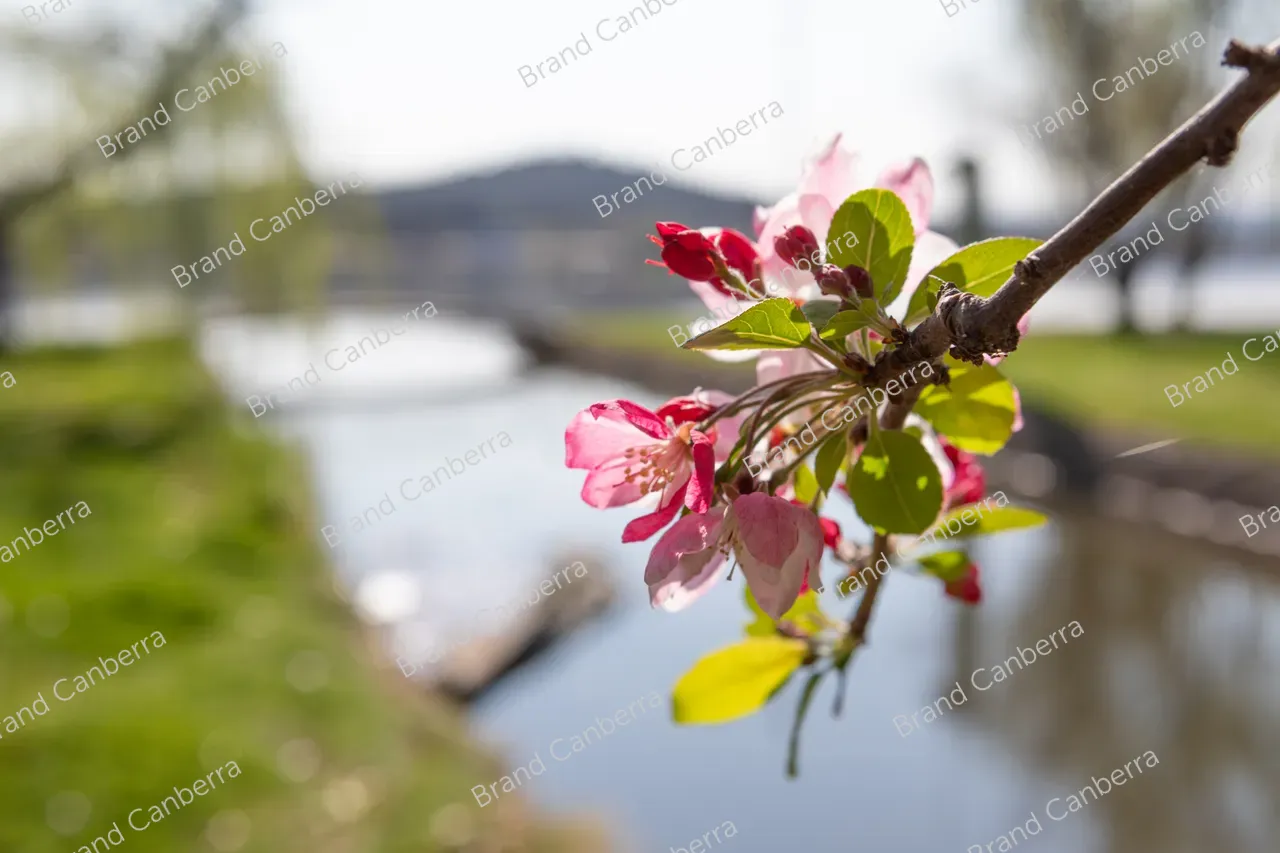 Crabapple blossoms in Canberra's Bowen Park, Kingston (15)