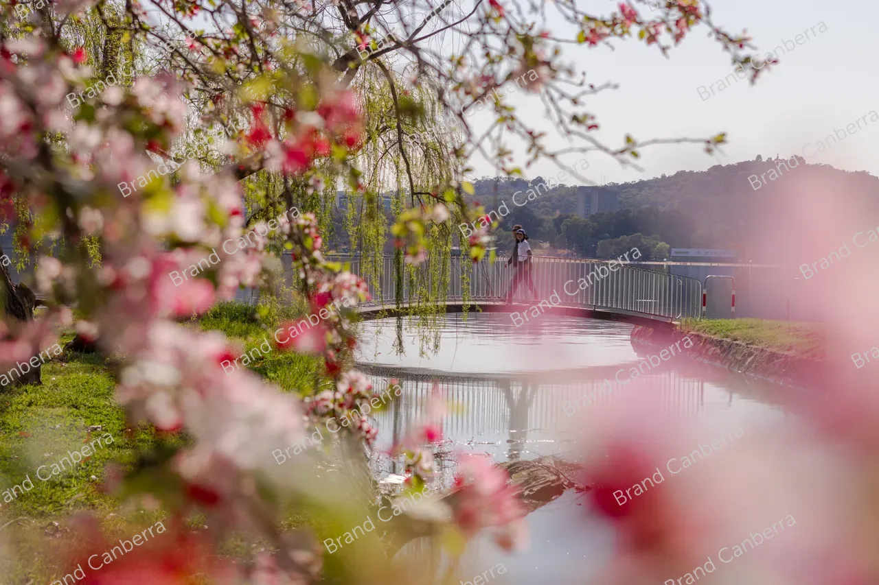 Crabapple blossoms in Canberra's Bowen Park, Kingston (2)