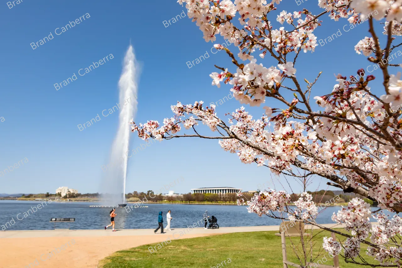 Spring blossoms around Canberra's Lake Burley Griffin (42)