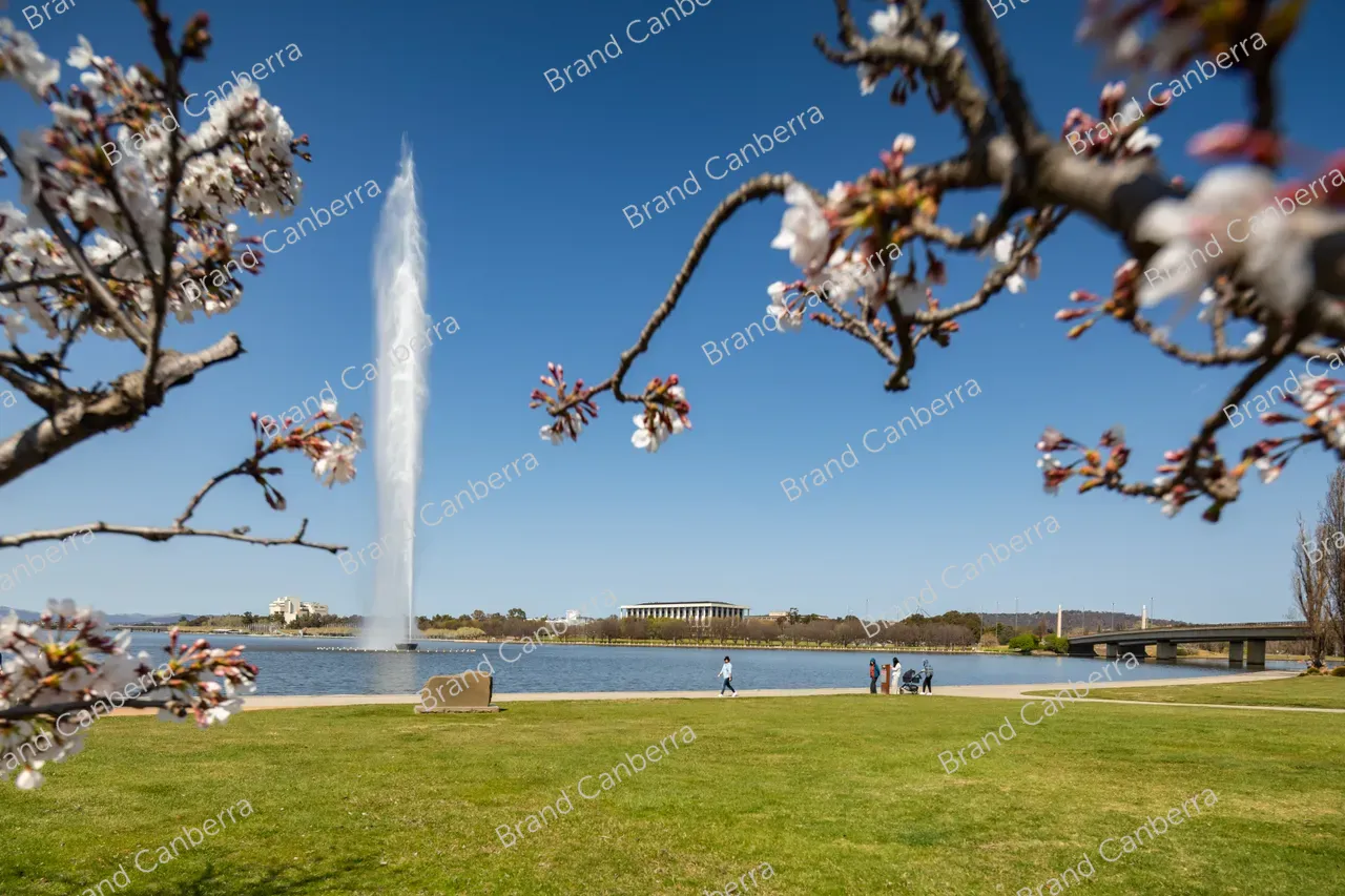 Spring blossoms around Canberra's Lake Burley Griffin (1)