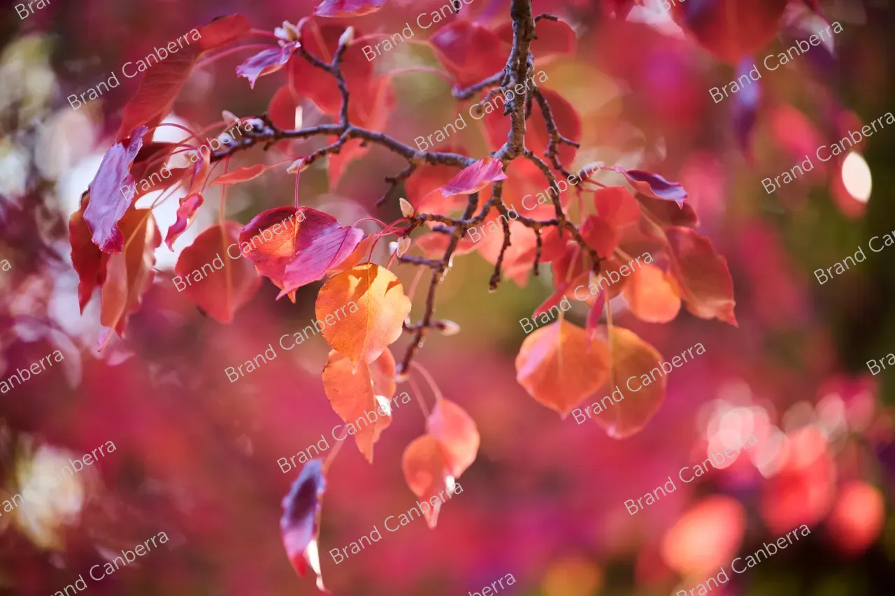 Autumn leaves (3)