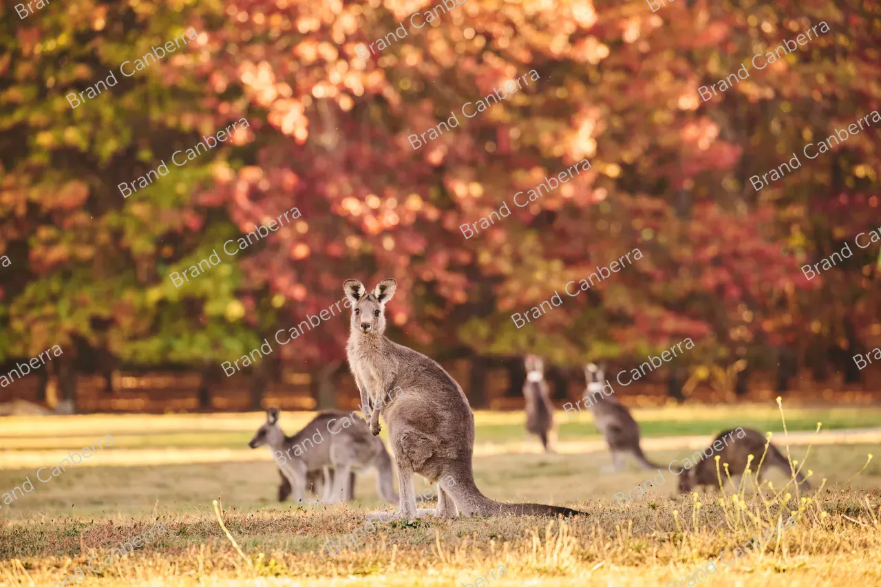 Kangaroos in Weston Park (1)
