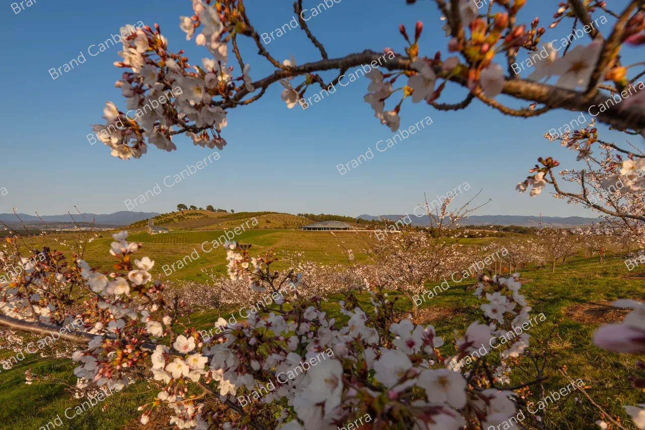 National Arboretum Canberra with spring blossoms (2)