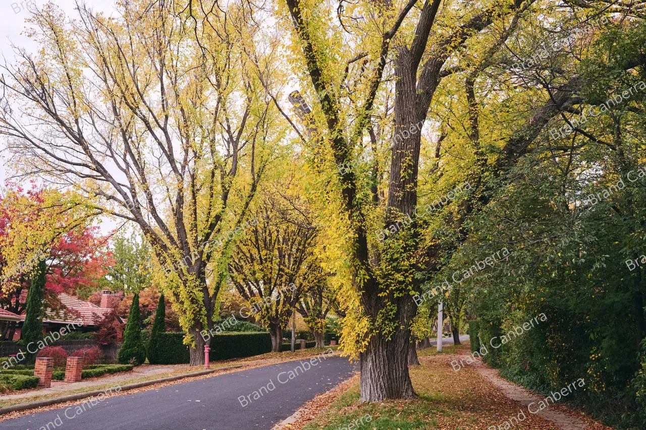 Autumn streets in the inner south in Canberra, Grant Cres Griffith (5)