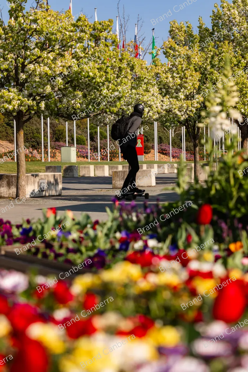 Spring blossoms around Canberra's Lake Burley Griffin (3)