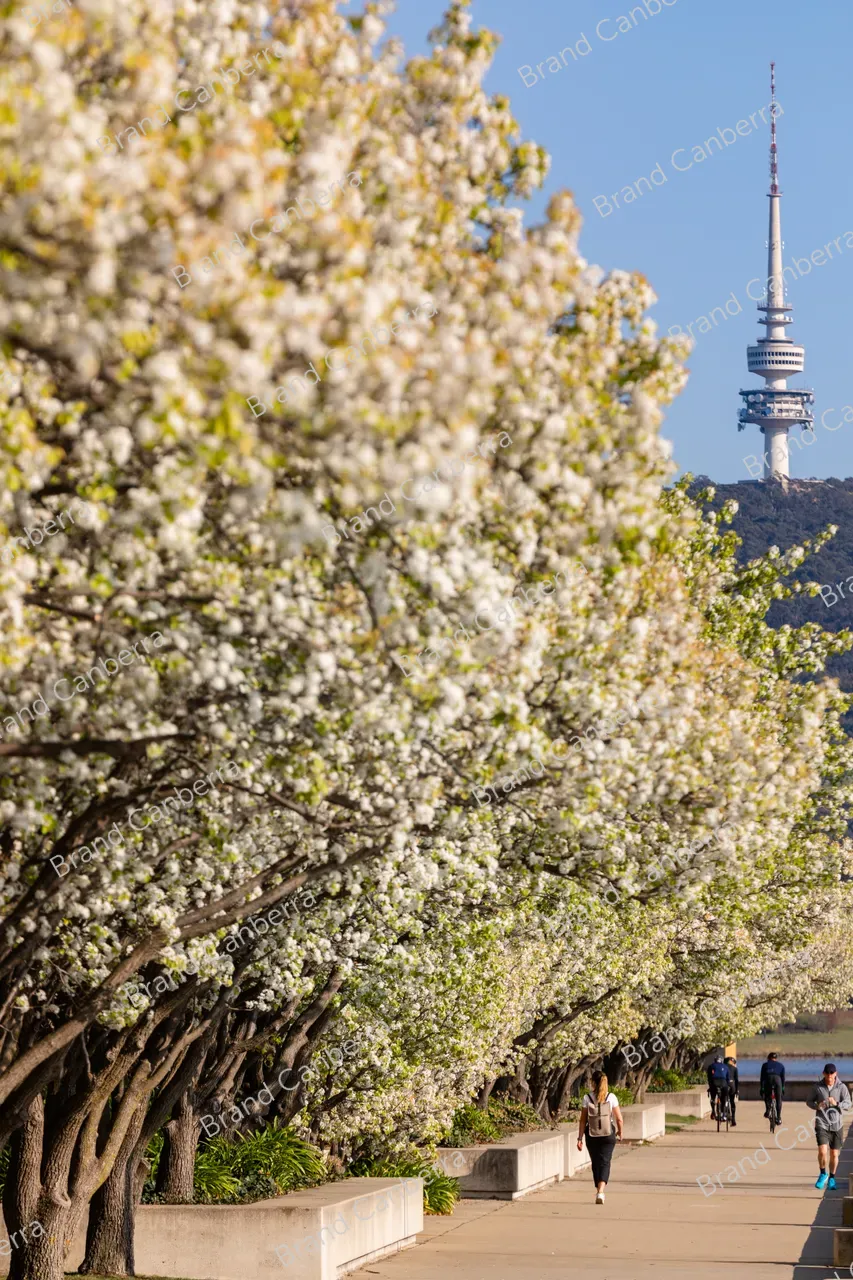 Spring blossoms around Canberra's Lake Burley Griffin (22)