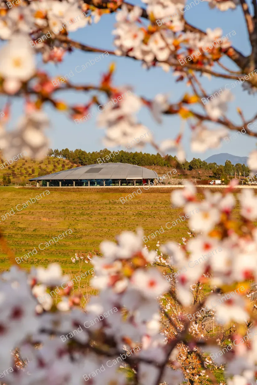 National Arboretum Canberra with spring blossoms (5)