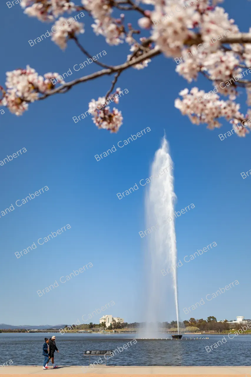 Spring blossoms around Canberra's Lake Burley Griffin (50)