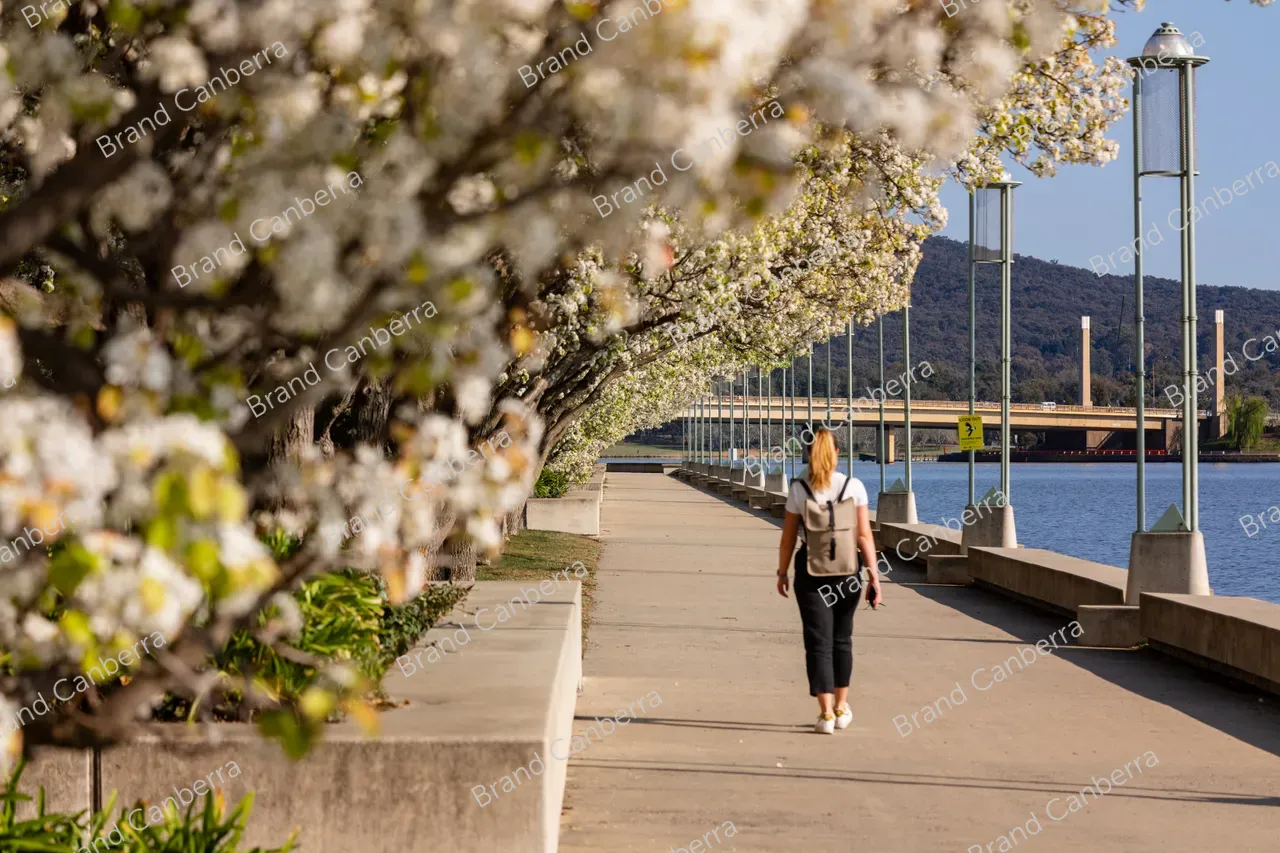 Spring blossoms around Canberra's Lake Burley Griffin (16)