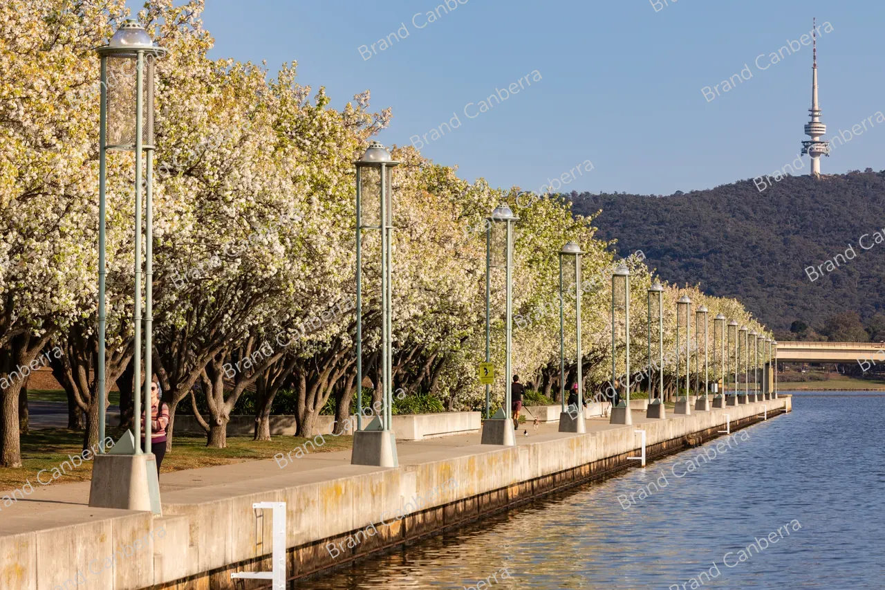 Spring blossoms around Canberra's Lake Burley Griffin (10)