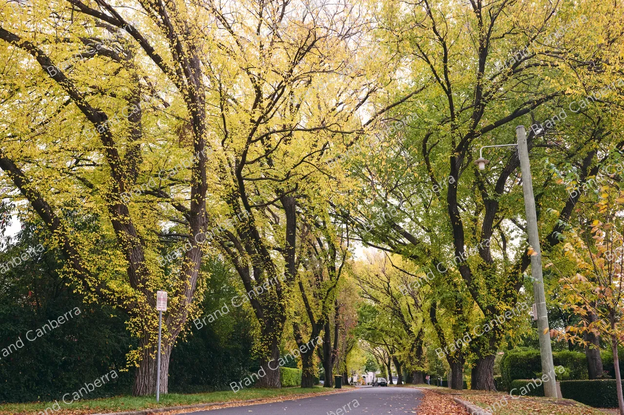 Autumn streets in the inner south in Canberra, Grant Cres Griffith (6)