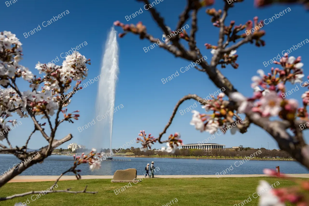 Spring blossoms around Canberra's Lake Burley Griffin (47)