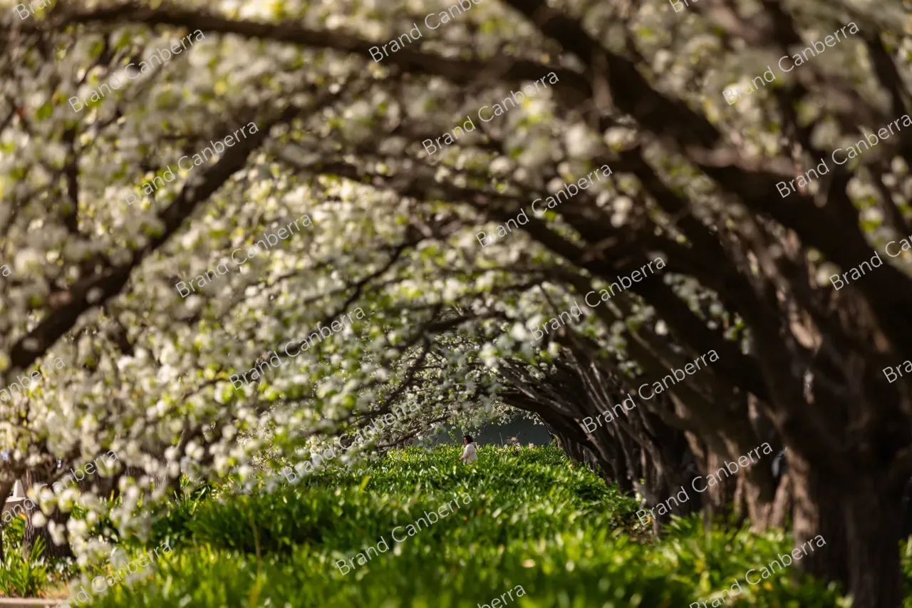 Spring blossoms around Canberra's Lake Burley Griffin (41)