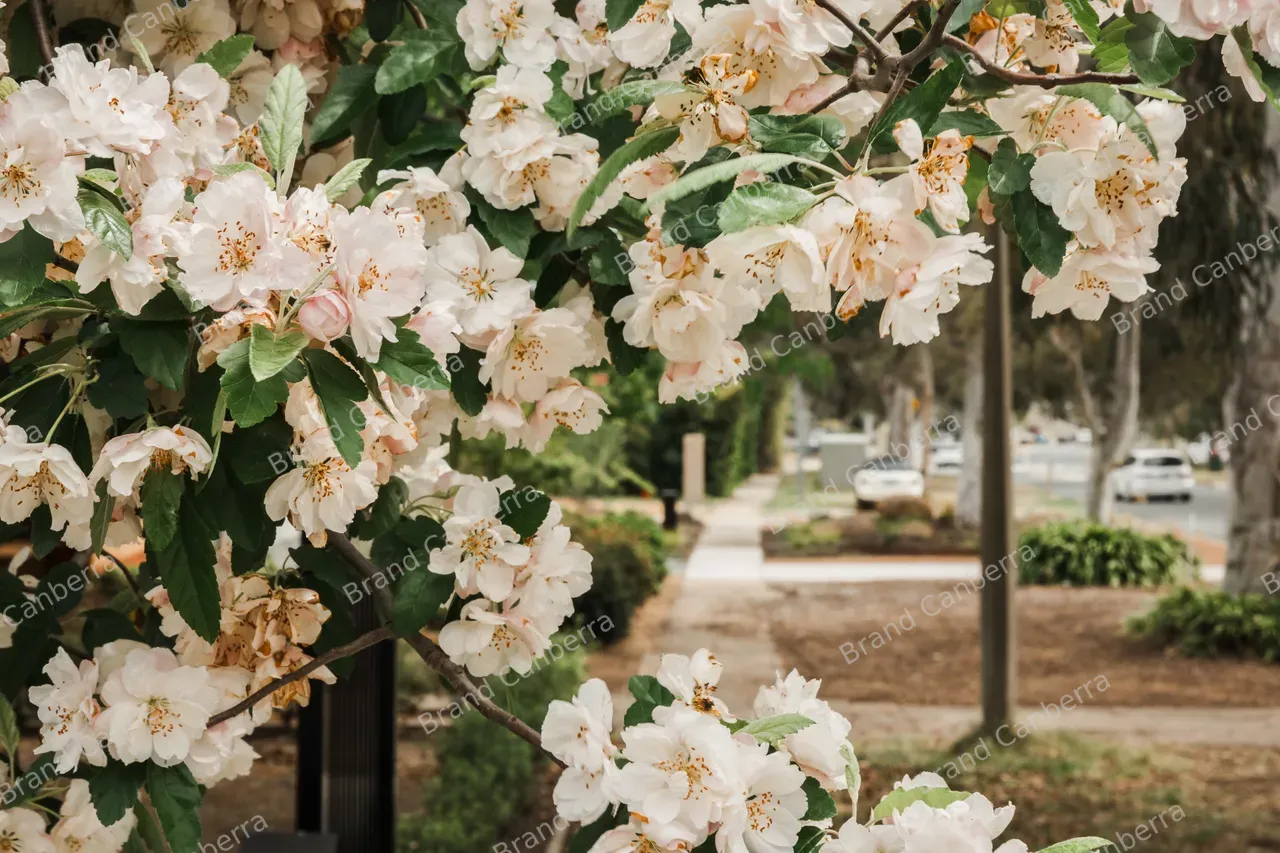 Florals in Deakin Streetscape (04)