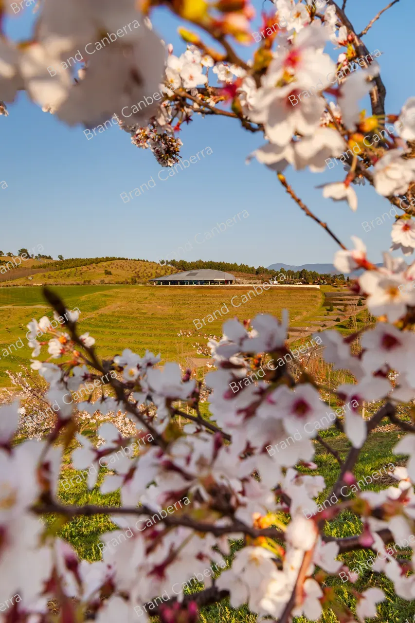 National Arboretum Canberra with spring blossoms (4)