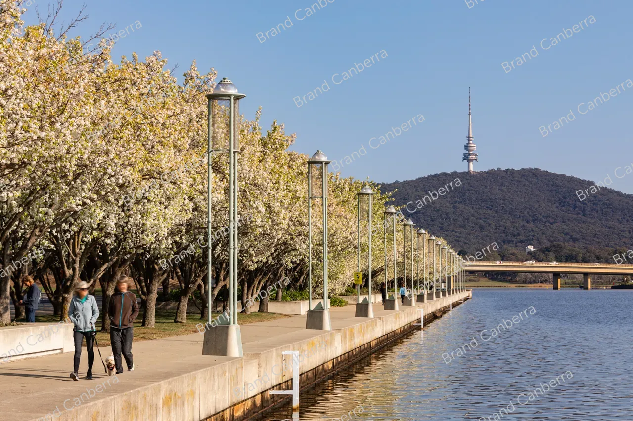Spring blossoms around Canberra's Lake Burley Griffin (36)
