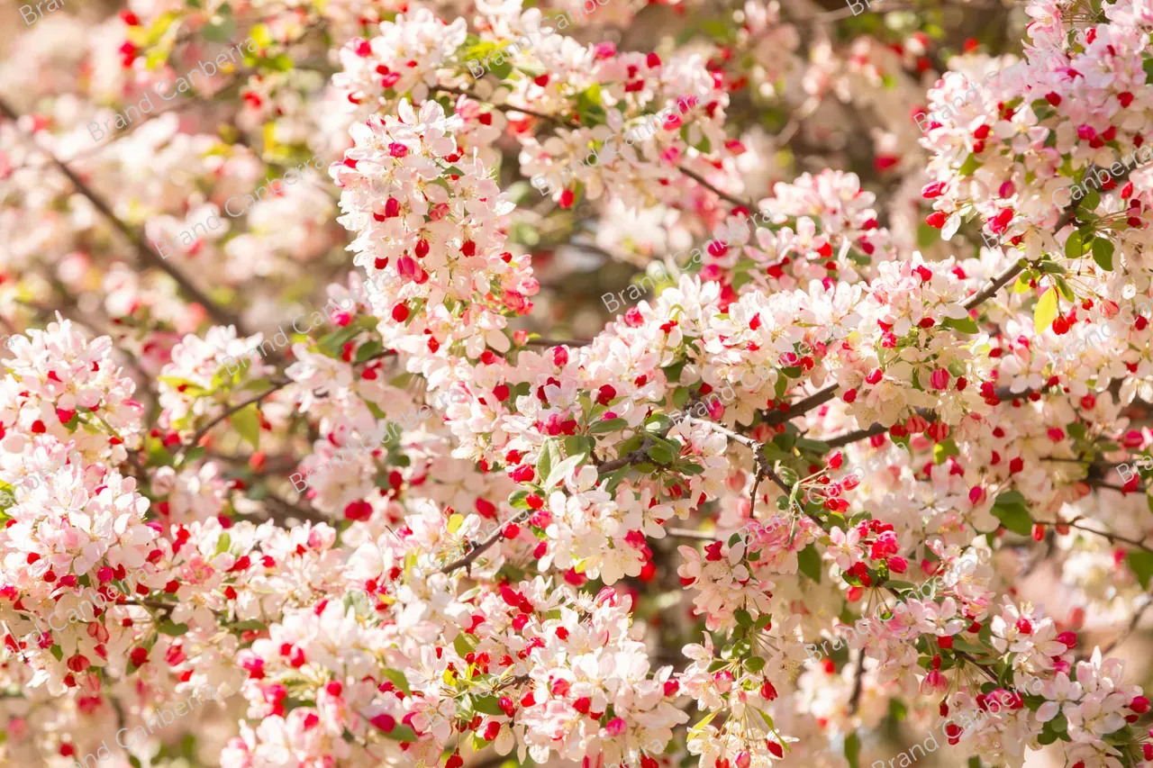 Crabapple blossoms in Canberra's Bowen Park, Kingston (9)