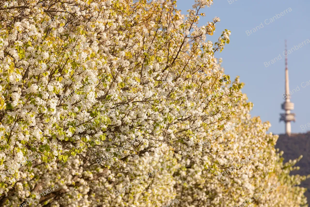 Spring blossoms around Canberra's Lake Burley Griffin (13)