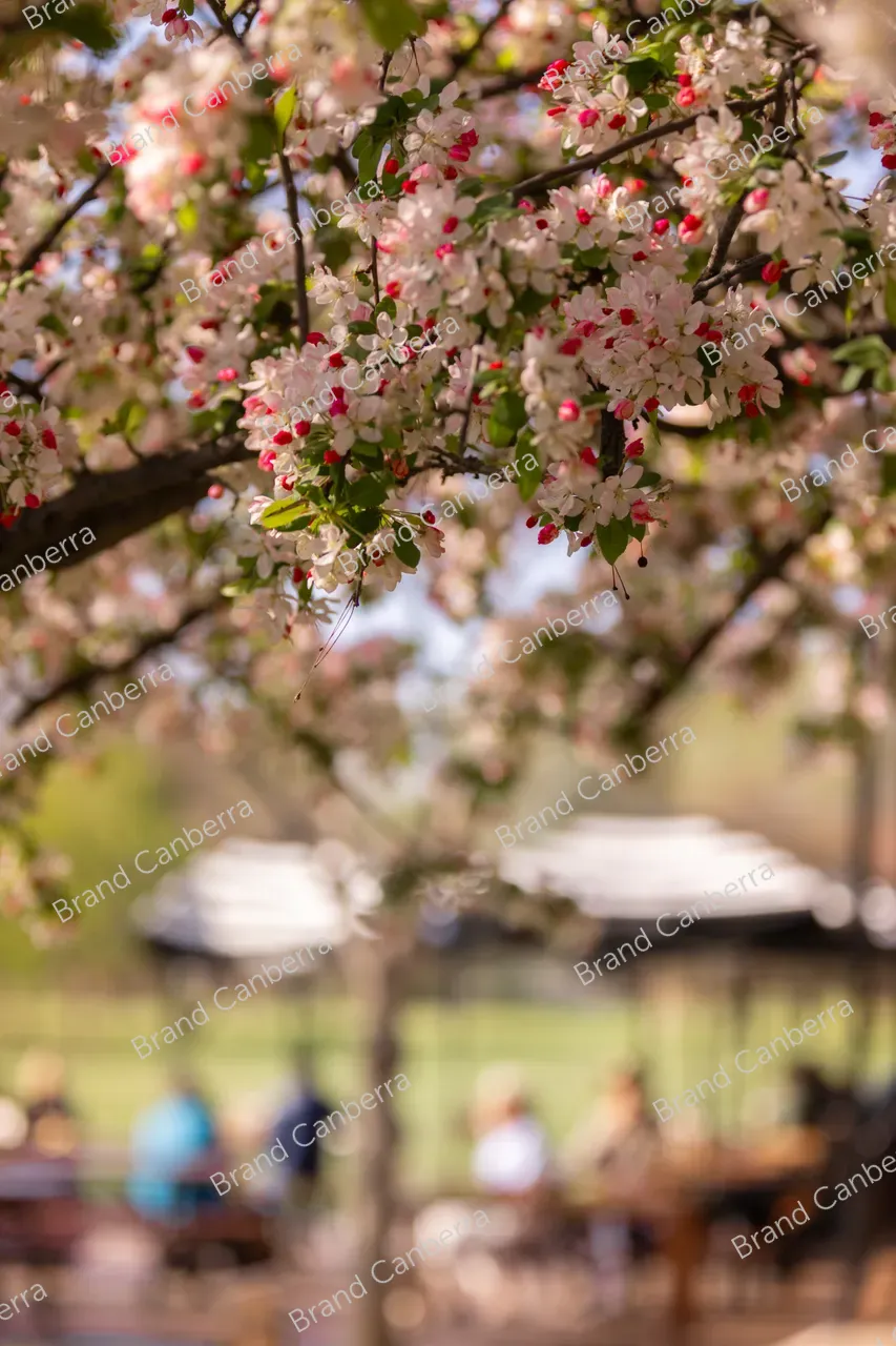Crabapple blossoms in Canberra's Bowen Park, Kingston (4)
