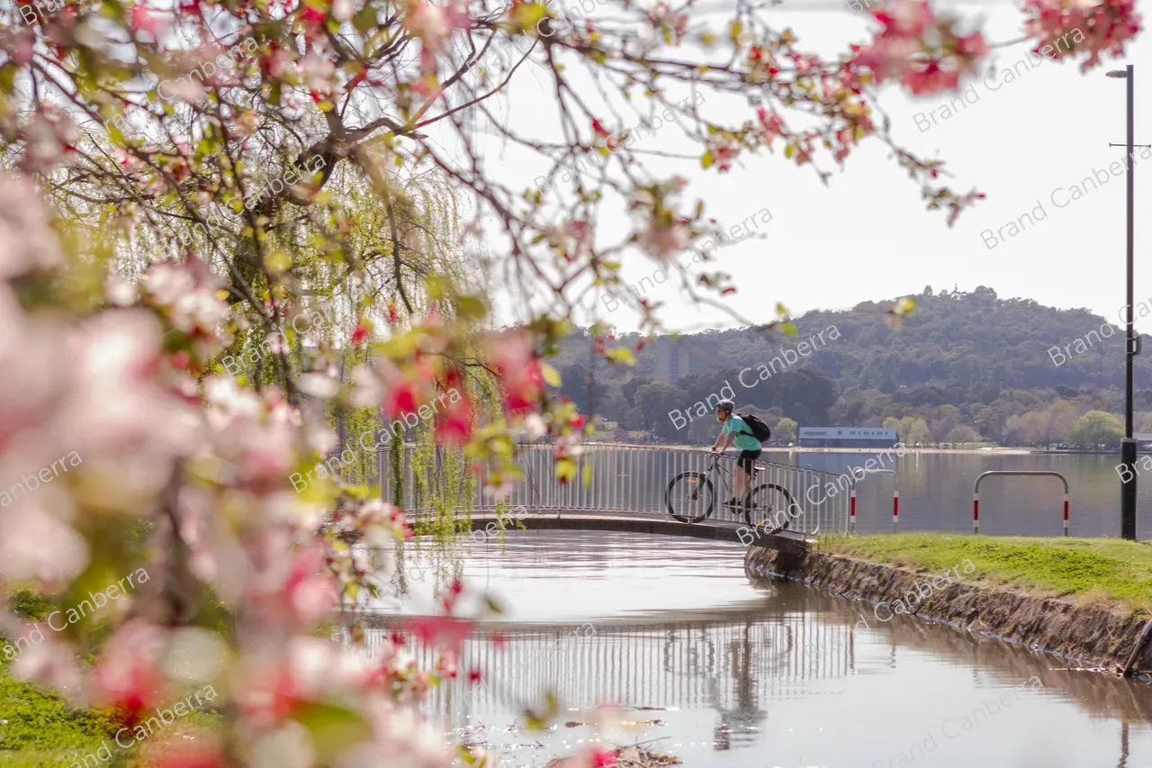 Crabapple blossoms in Canberra's Bowen Park, Kingston (1)