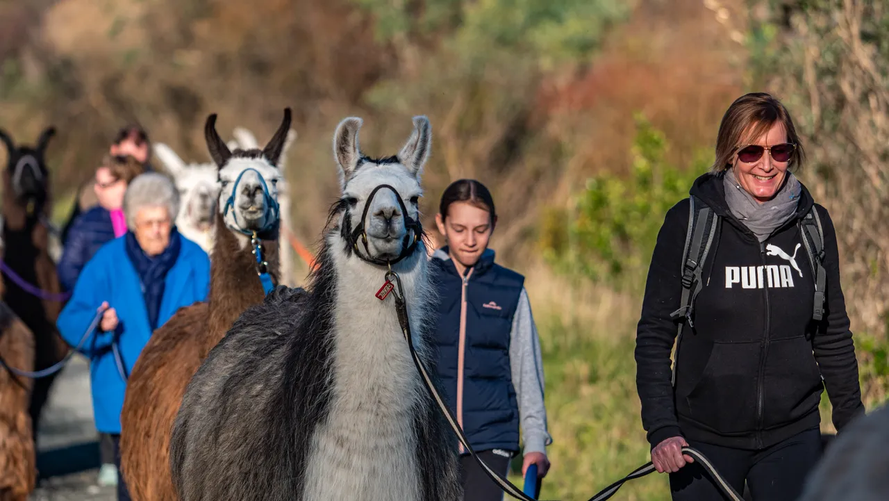 Llama Trekking 1