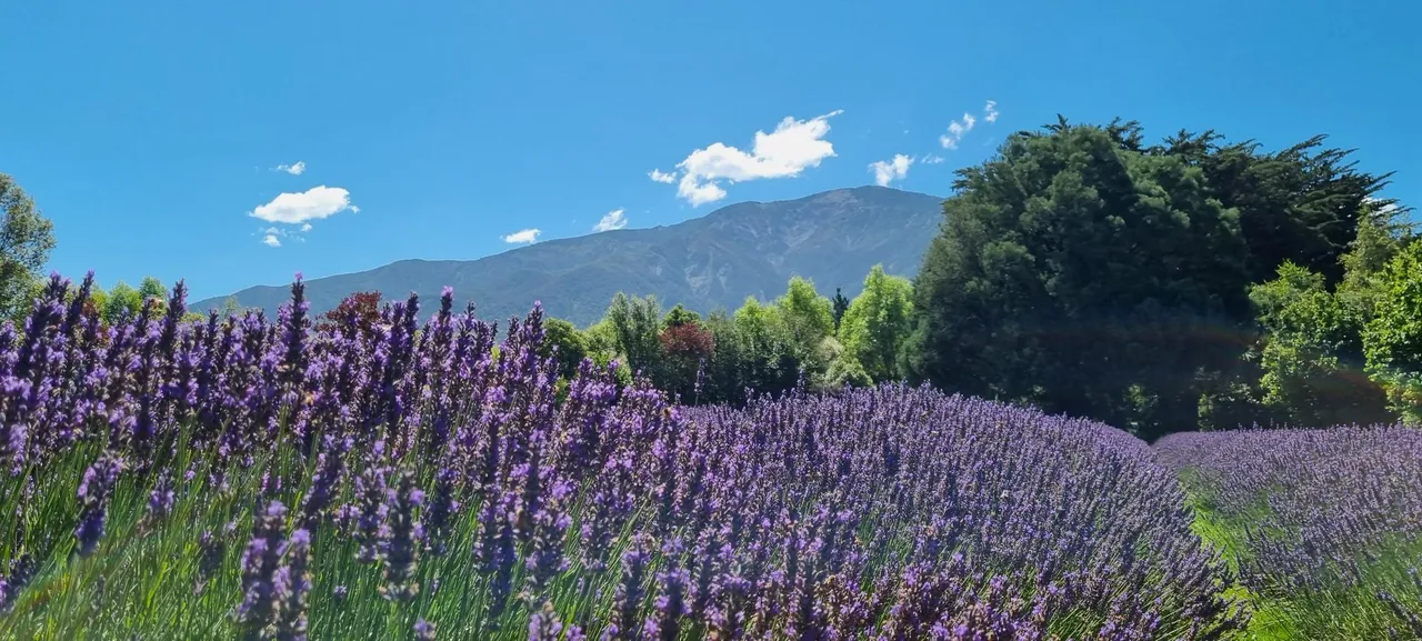 Lavendar Farm