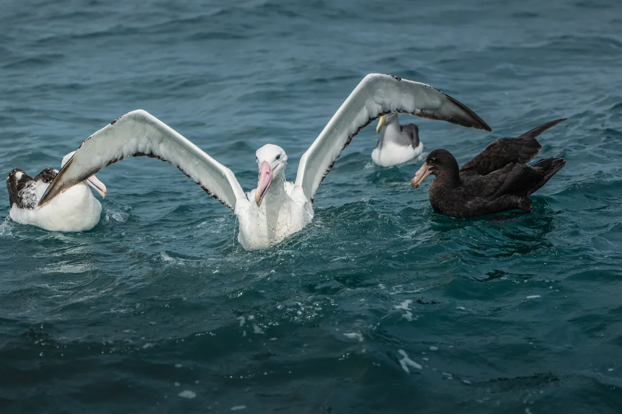 Wildlife