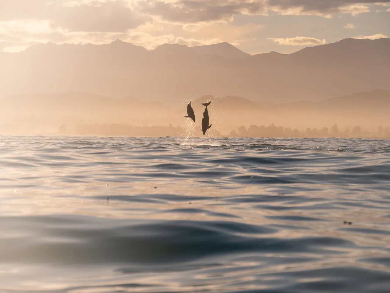 Kaikoura Kayaks Dolphins playing 2